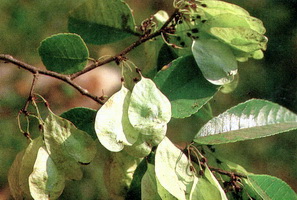 Ulmus lancifolia